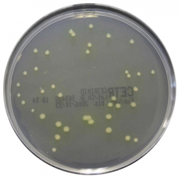 Pseudomonas-Cetrimid-Selektivnaehrboeden