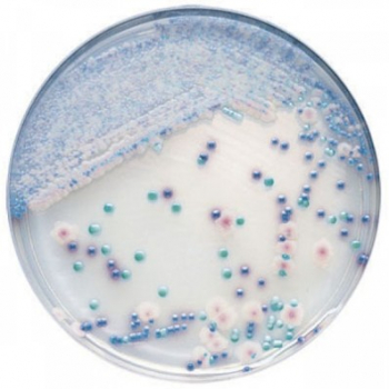 bbl-chromagar-candida