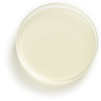Reisextrakt Agar
