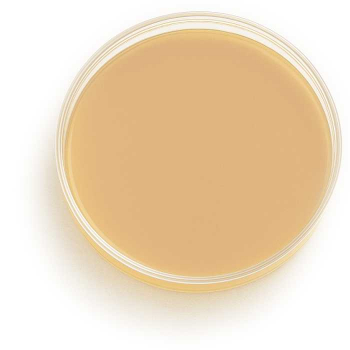 Saboraud 2% Glucose Agar